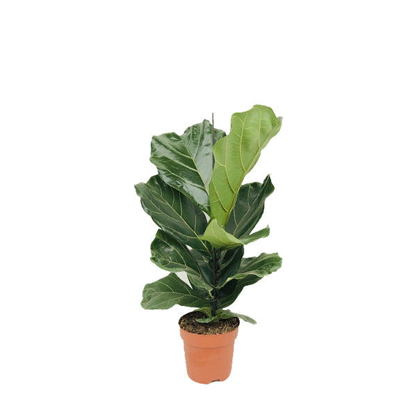 Ficus bambino 18" - 24"