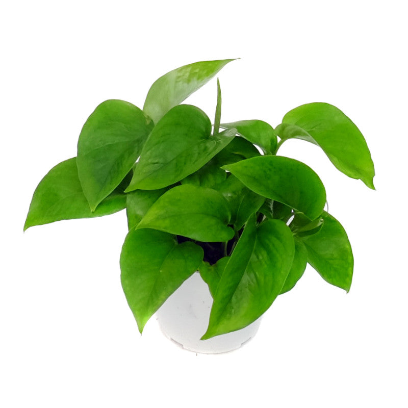 Pothos Green  / Full heads - Short vines