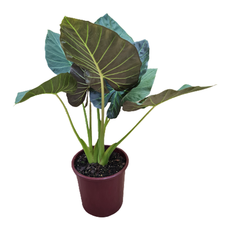 Alocasia Regald Shield 18" - 24"