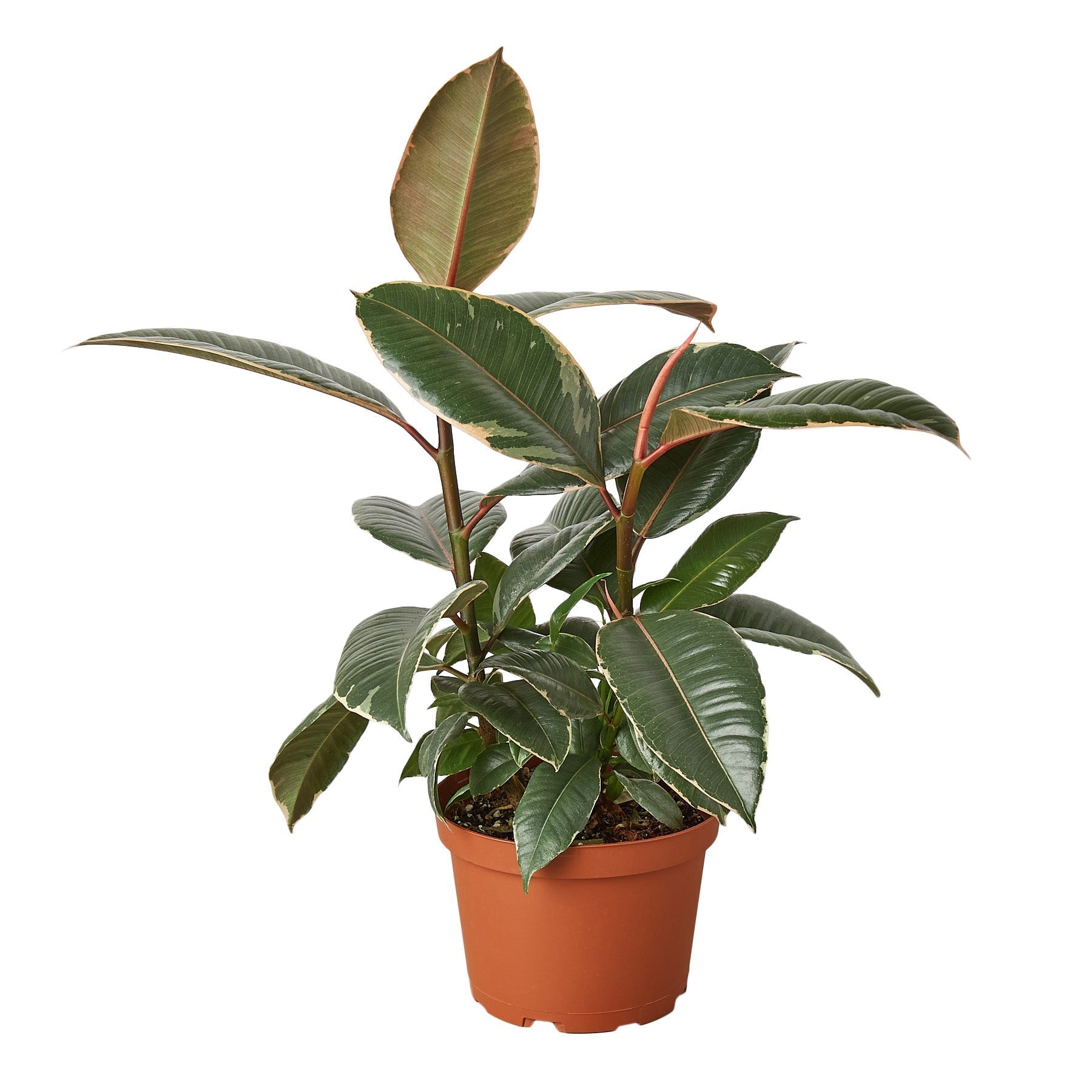 Ficus elastica tineke 18" - 24"