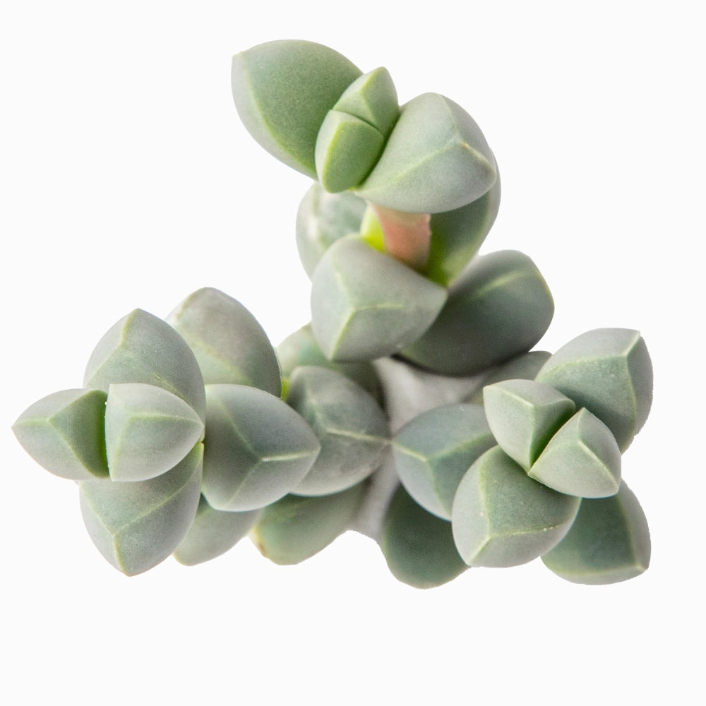astridia velutina succulent Astridia velutina – Terraplants