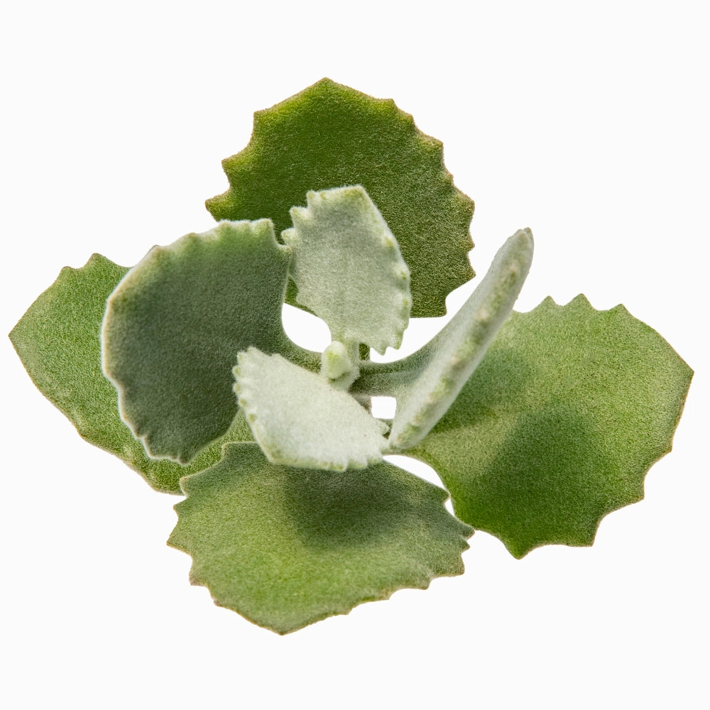 Kalanchoe millotii