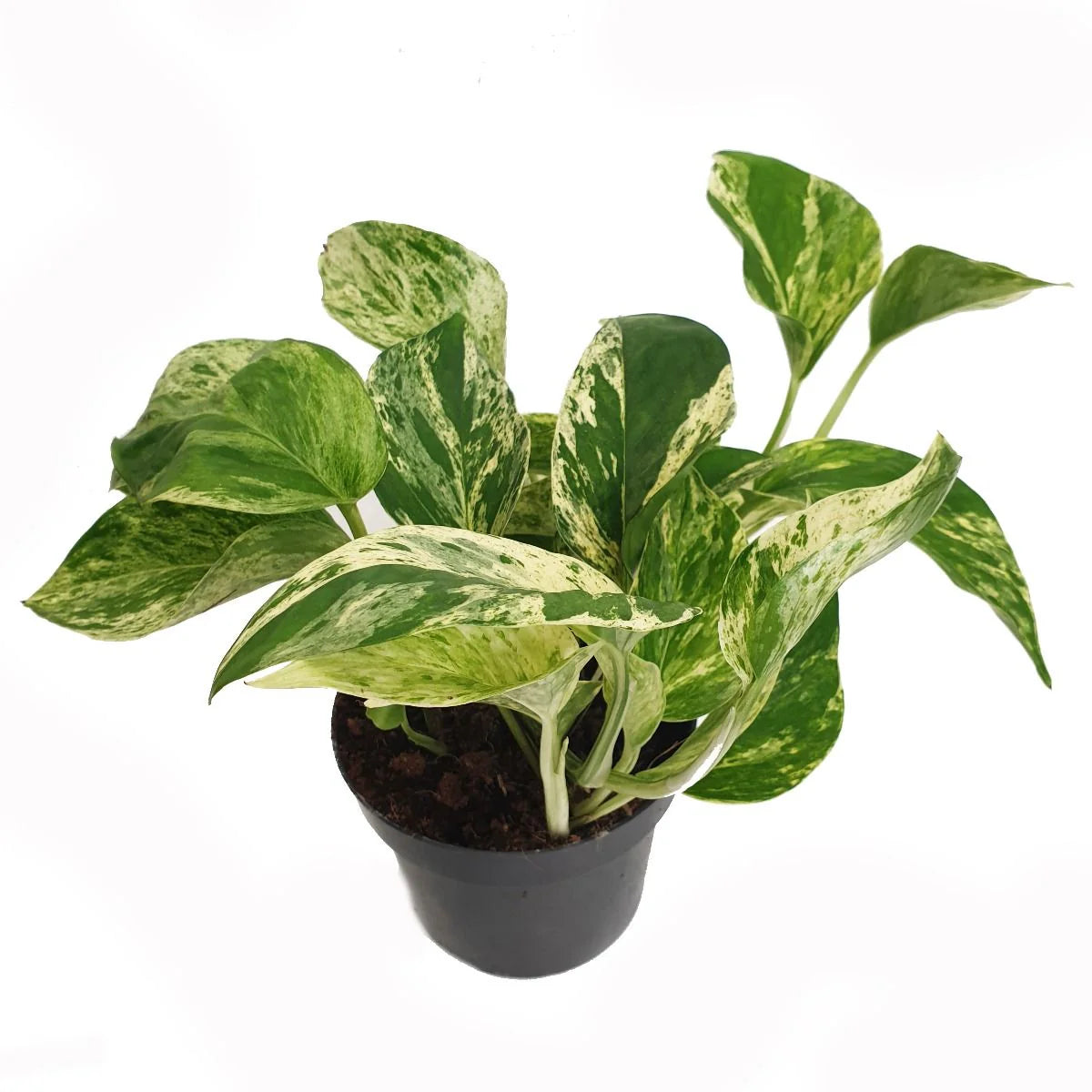 Pothos Marble Queen  / Full heads - Short vines