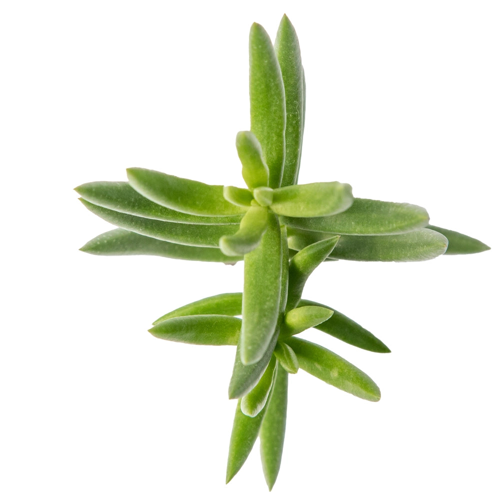 Crassula tetragona