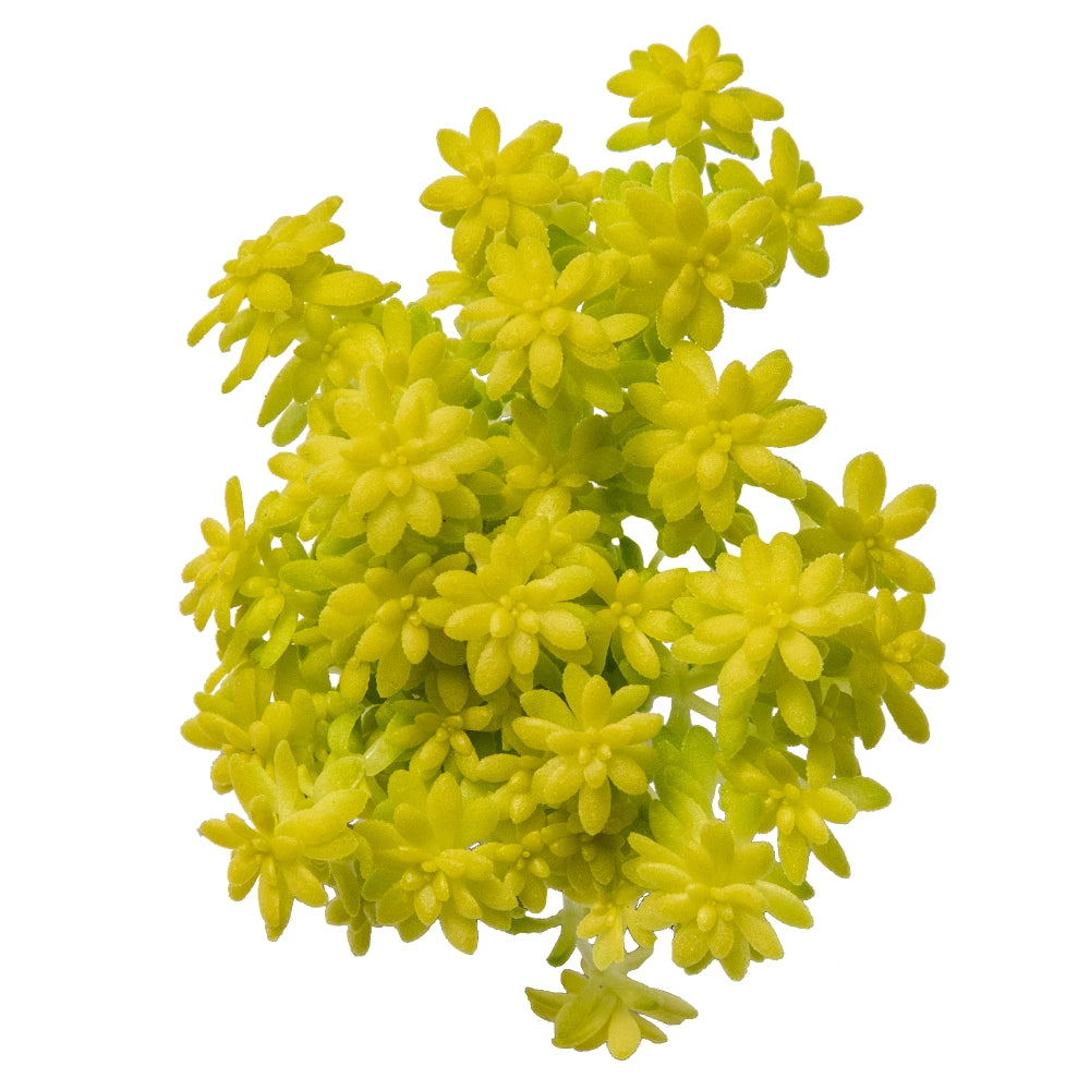 Sedum Japonicum