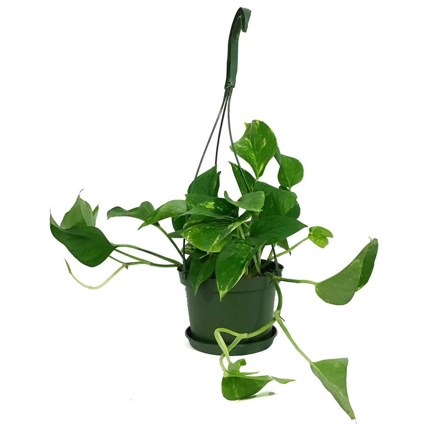 hb pothos plant HB Pothos Golden – Terraplants