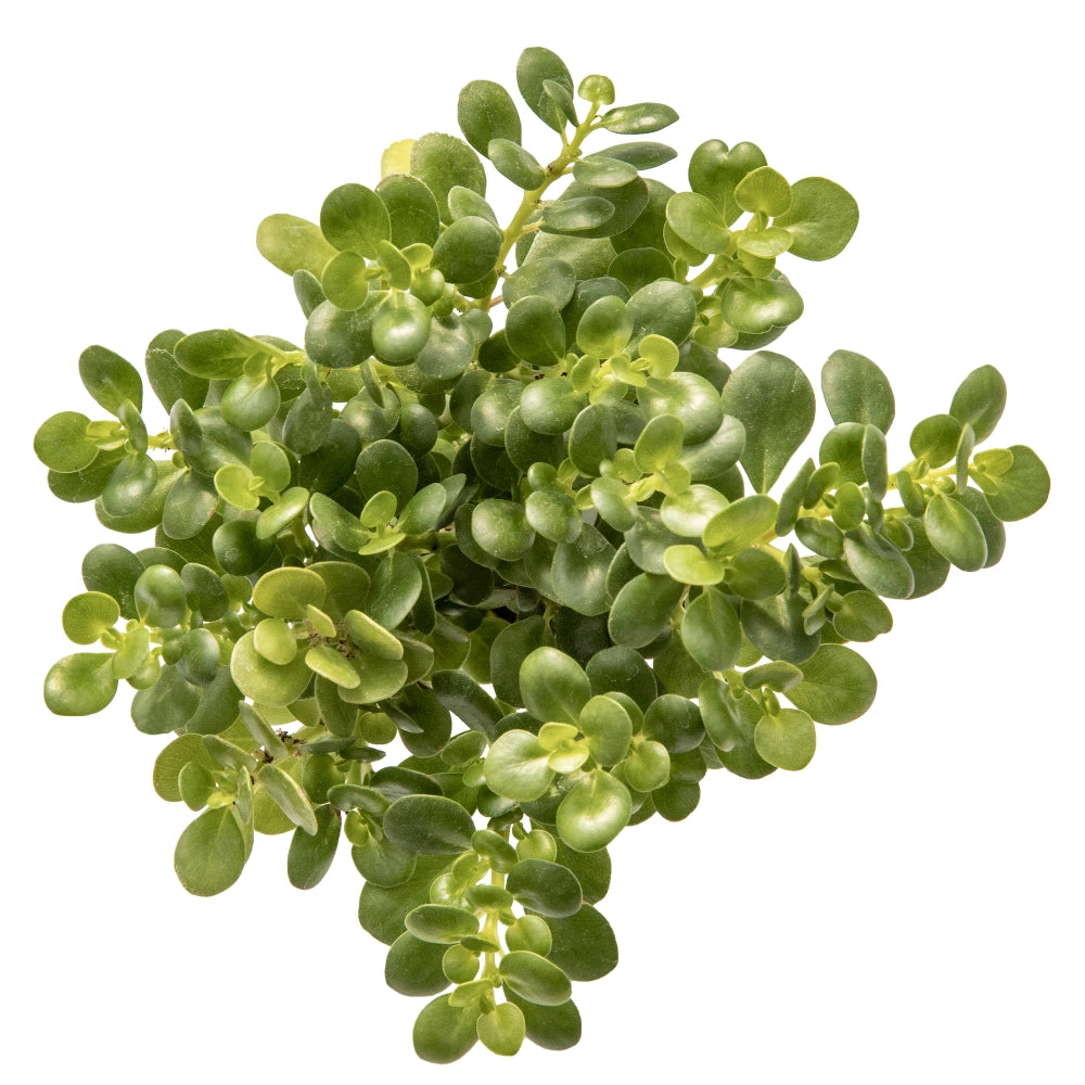 Pilea microphylla