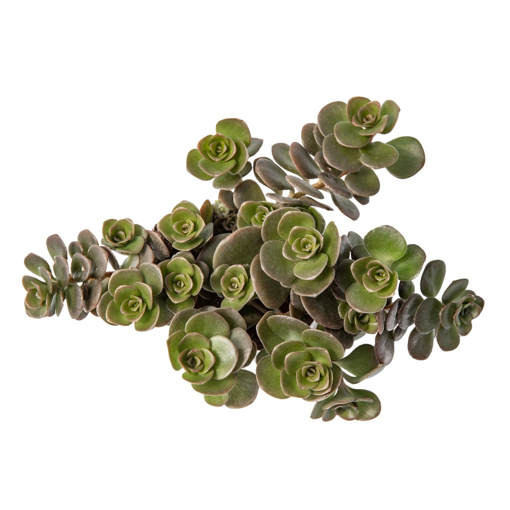 Sedum spurium