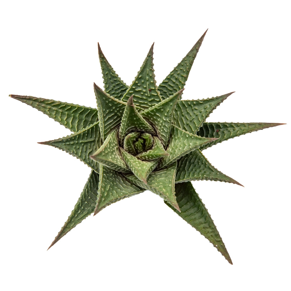 Hawortia Tiki zila
