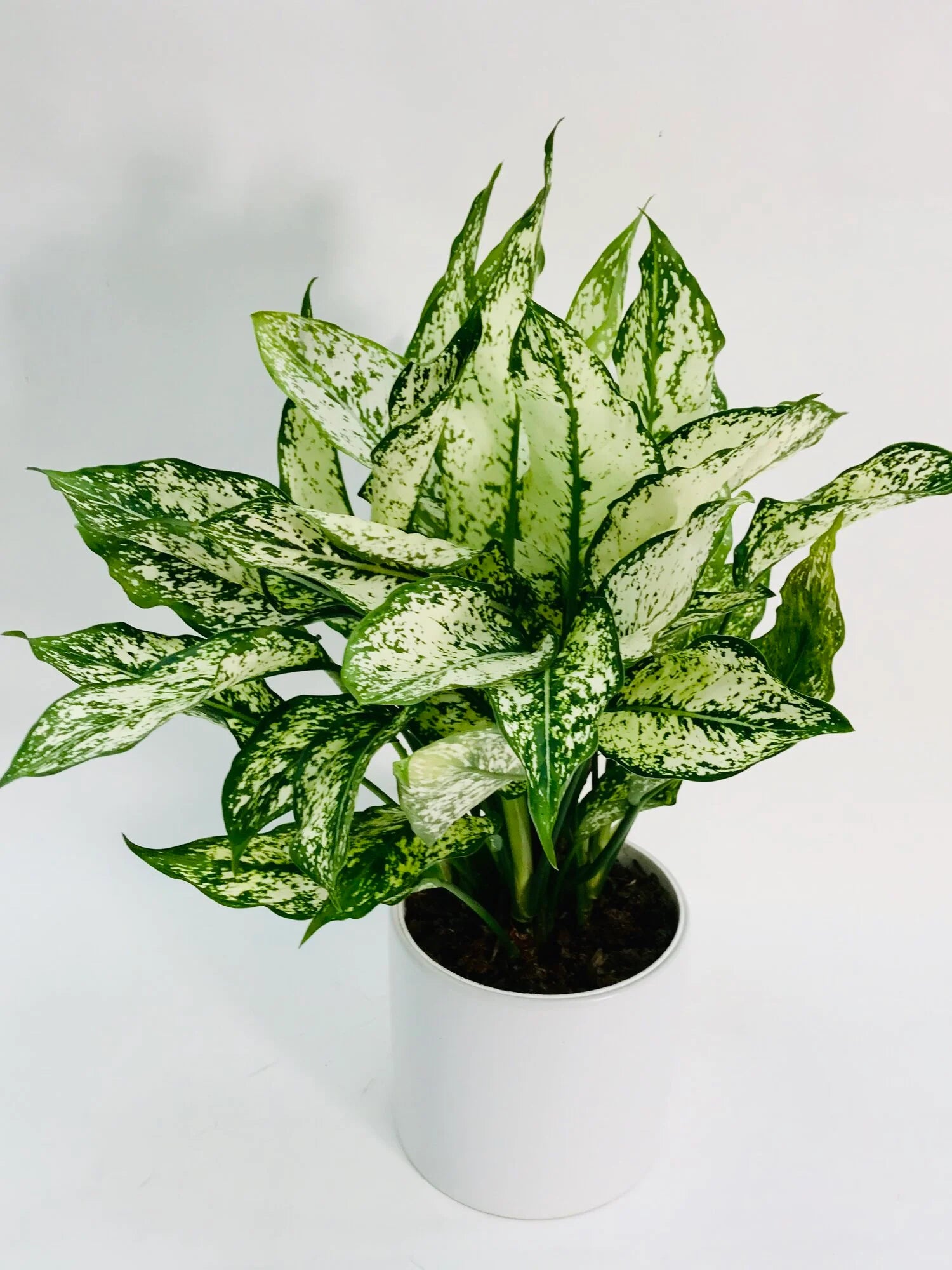 Aglaonema Osaka 12" - 14"