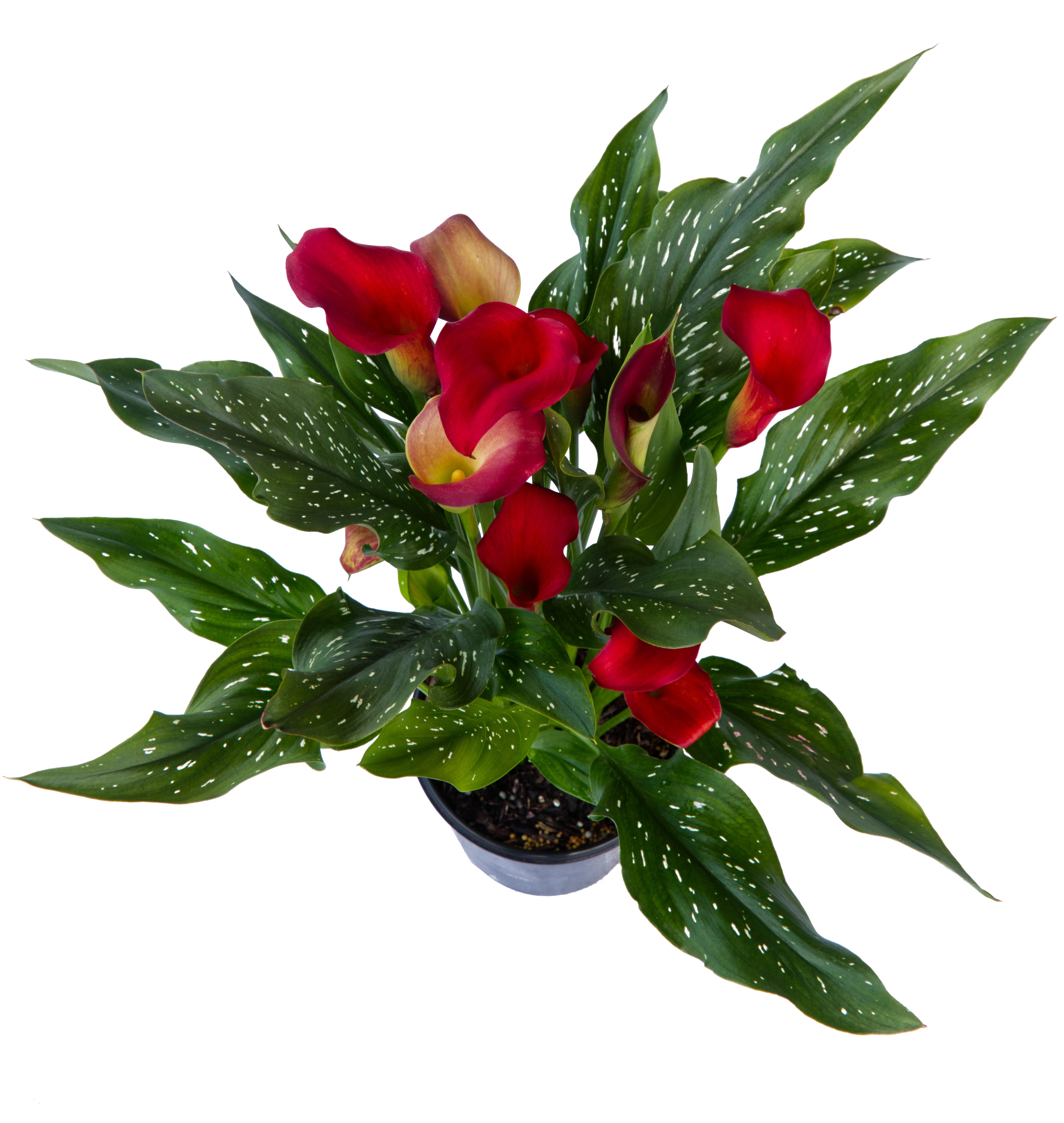Calla Lilies