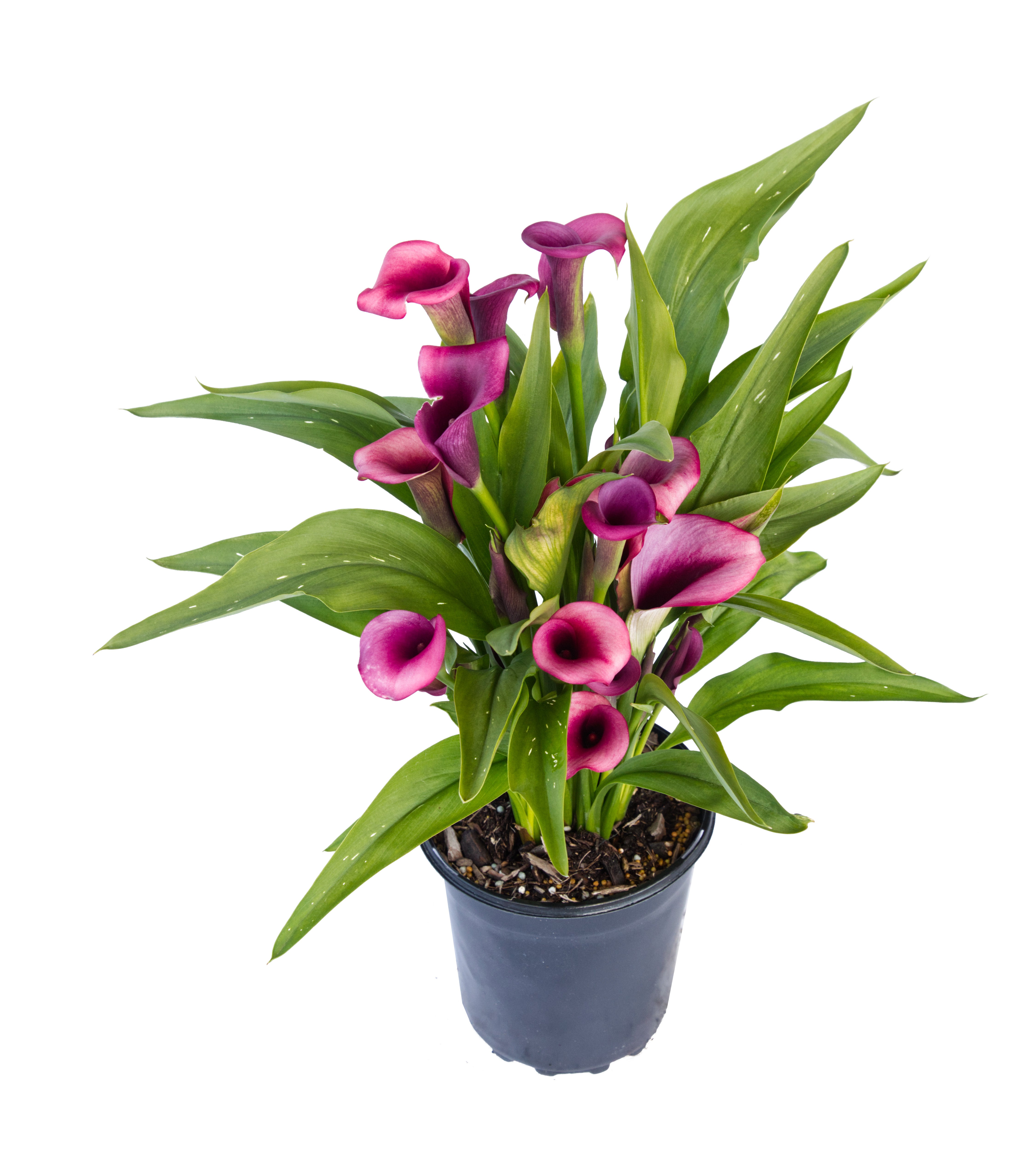 Calla Lilies
