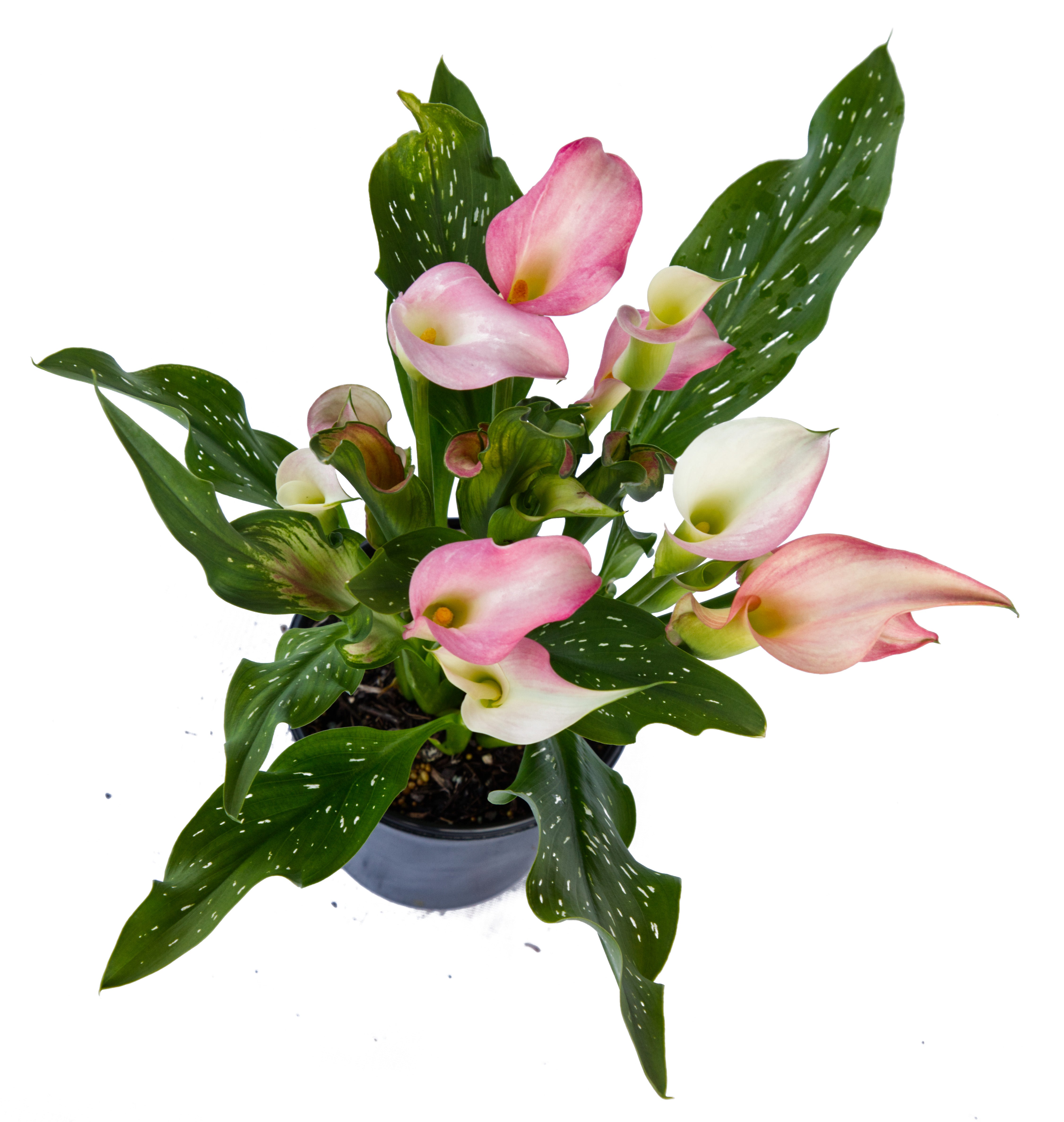 Calla Lilies