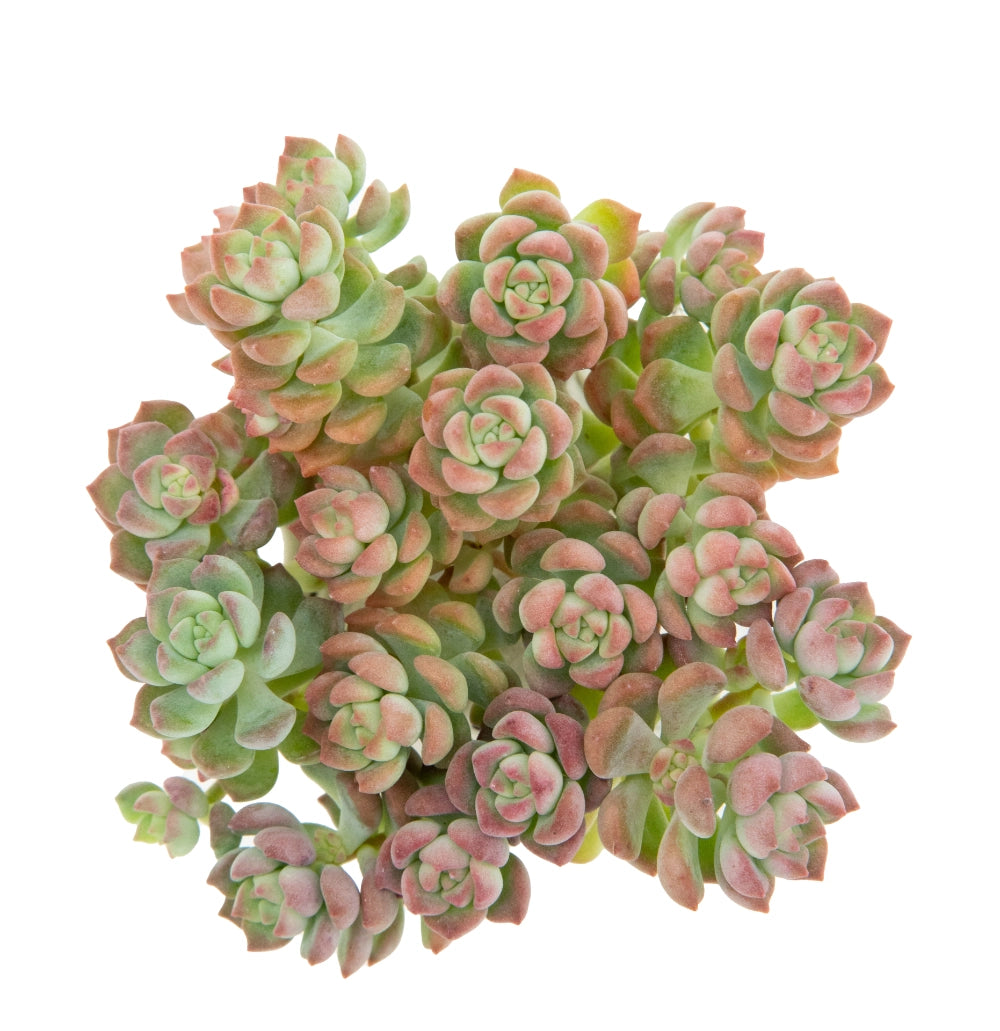 Sedum dasyphyllum pink