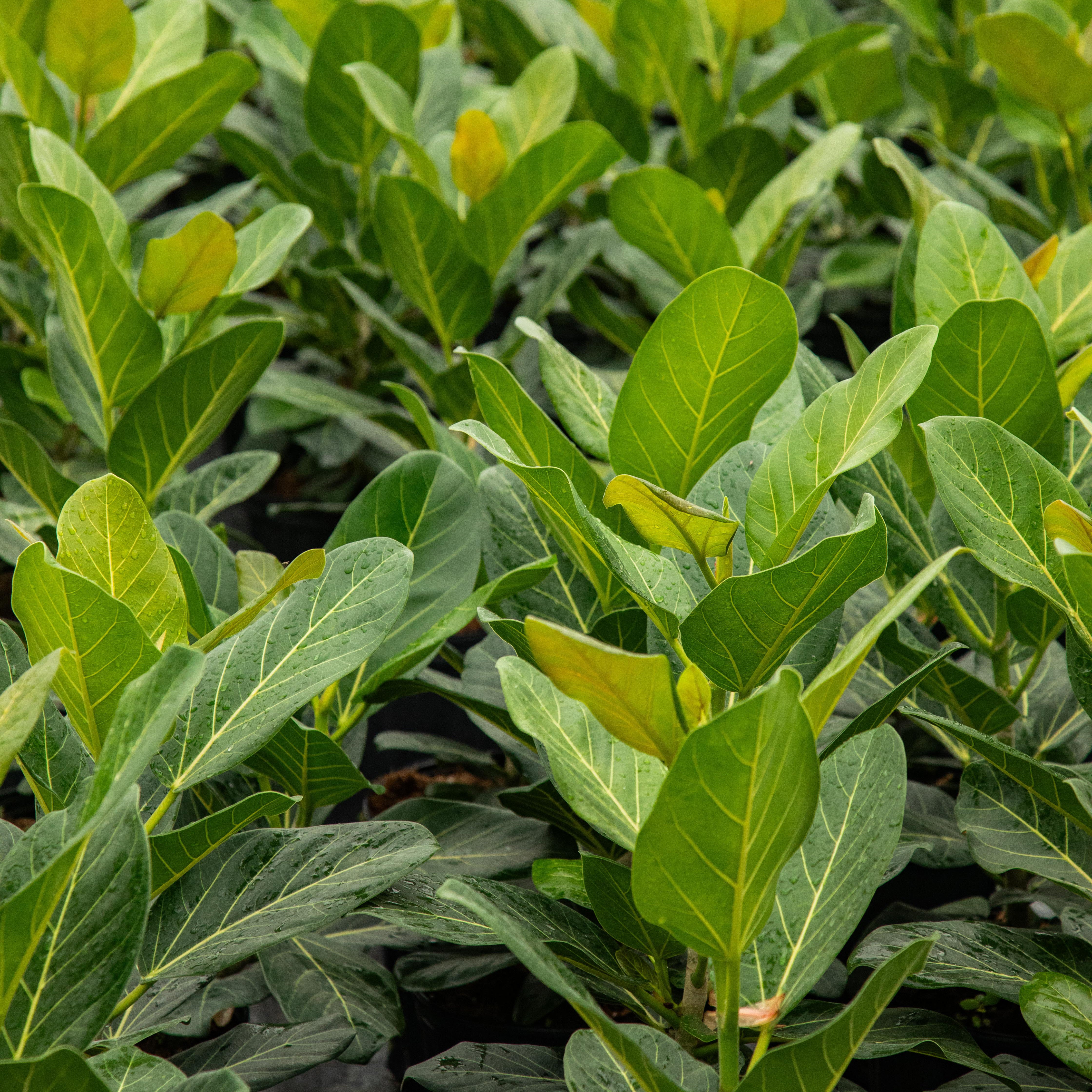 Ficus audrey