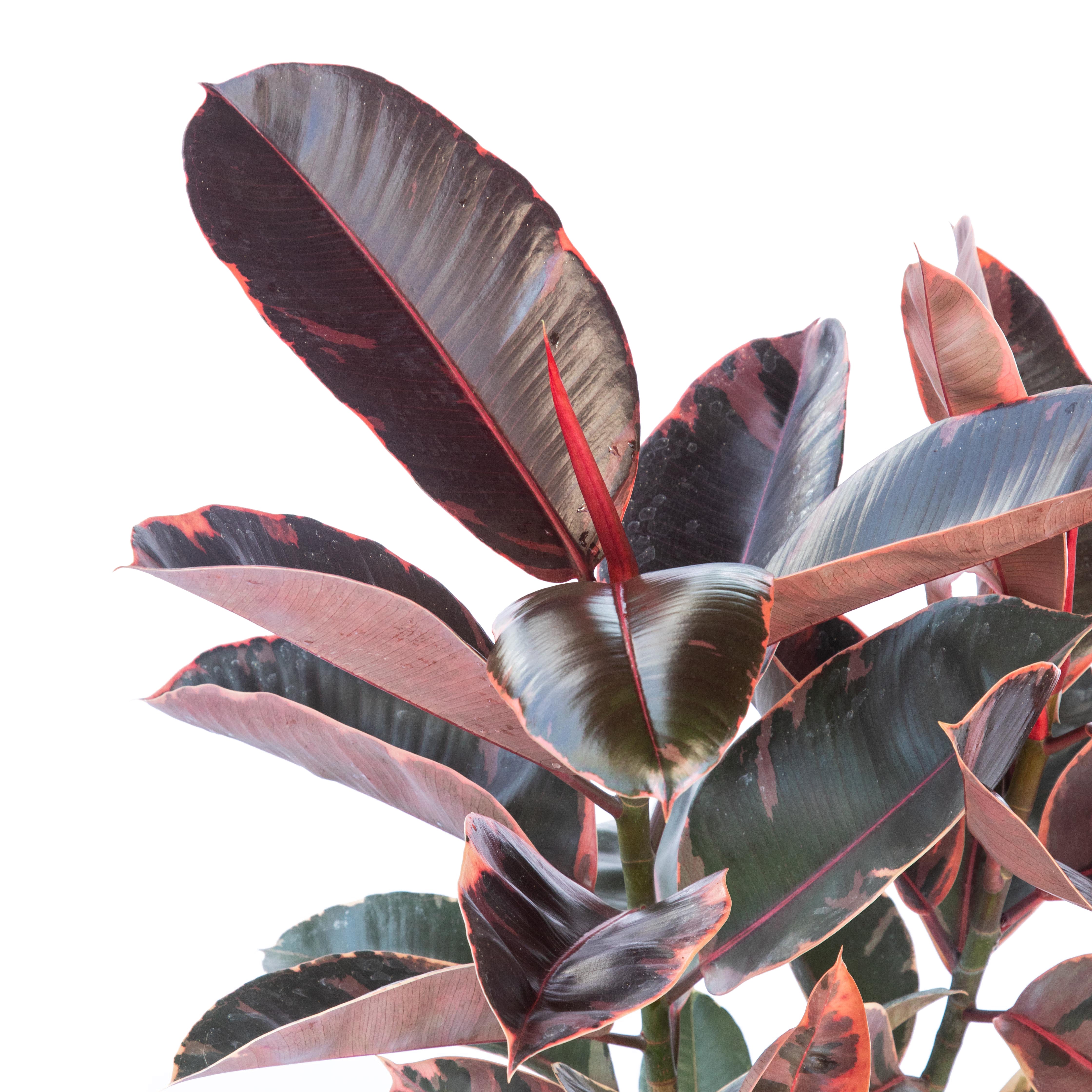 Ficus ruby