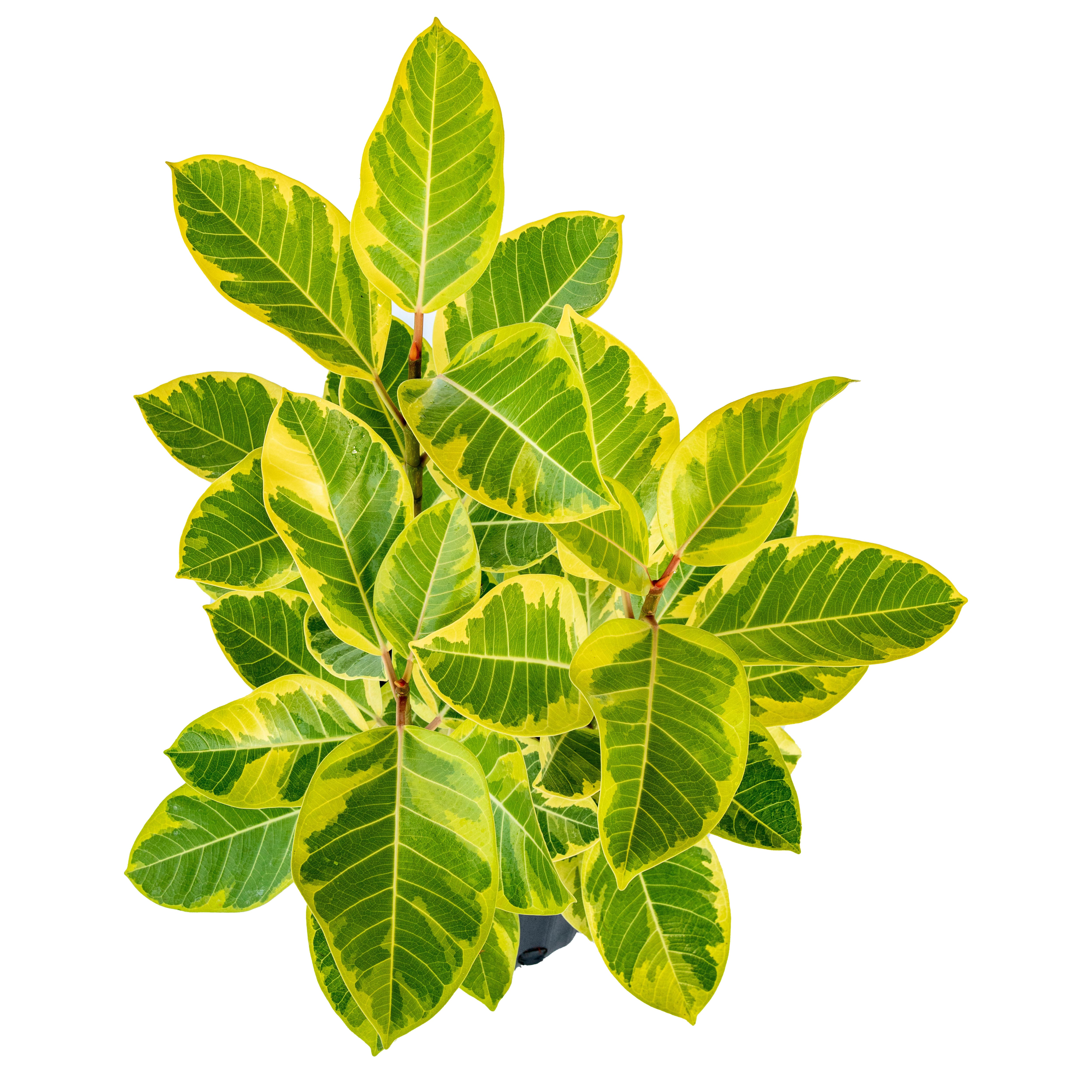 Ficus Altísima Yellow Gem