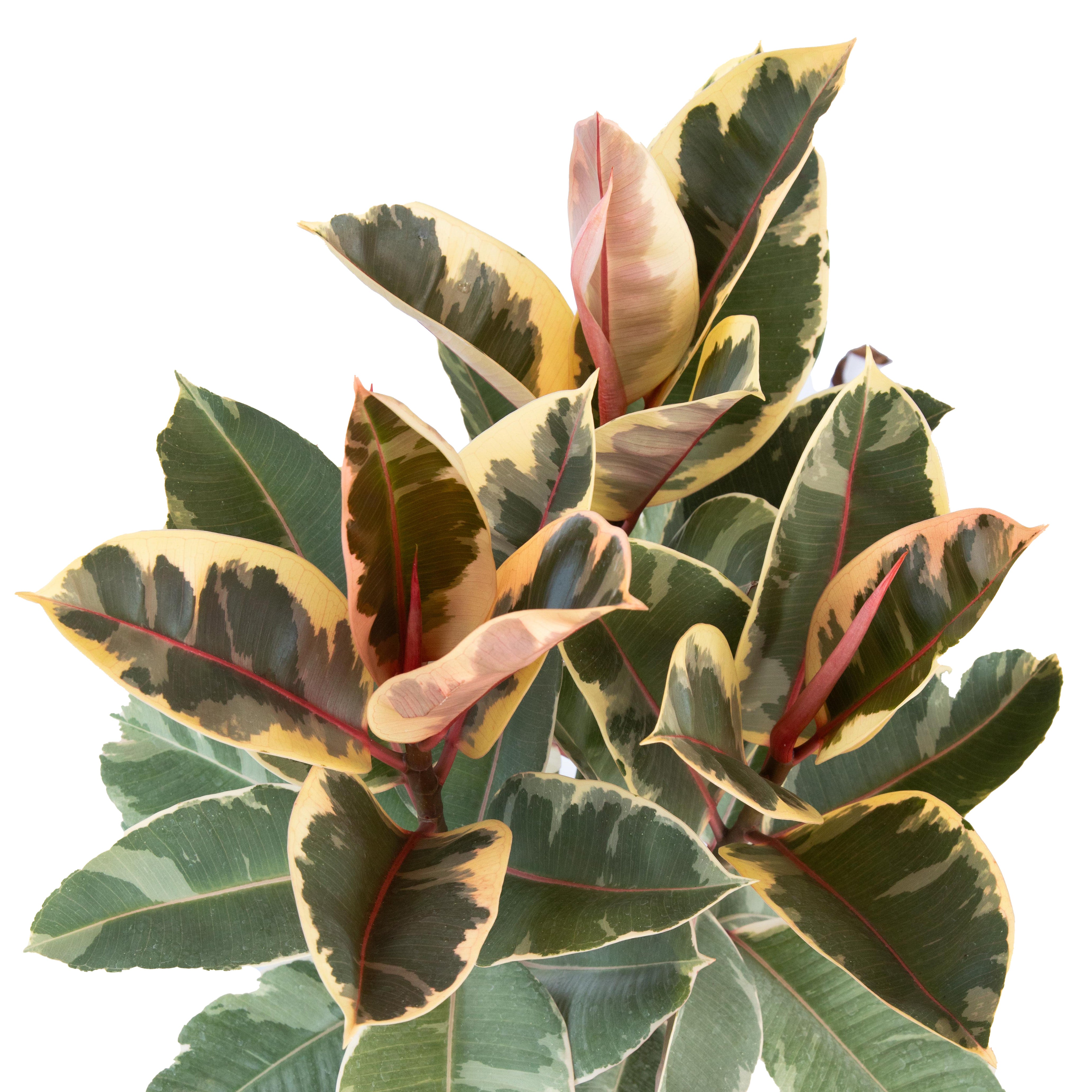 Ficus elastica tineke