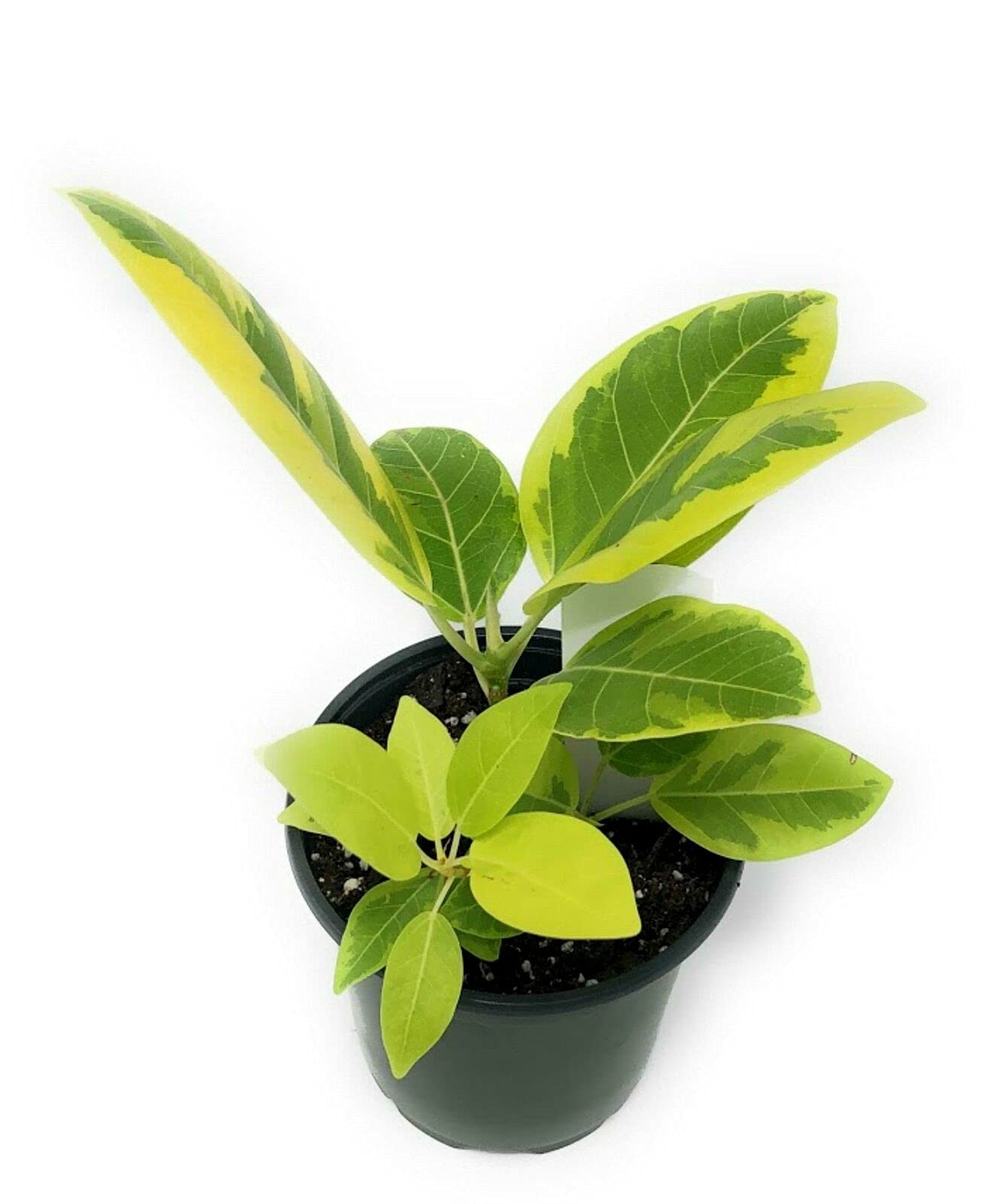 Ficus Altísima Golden Gem 18" - 24"