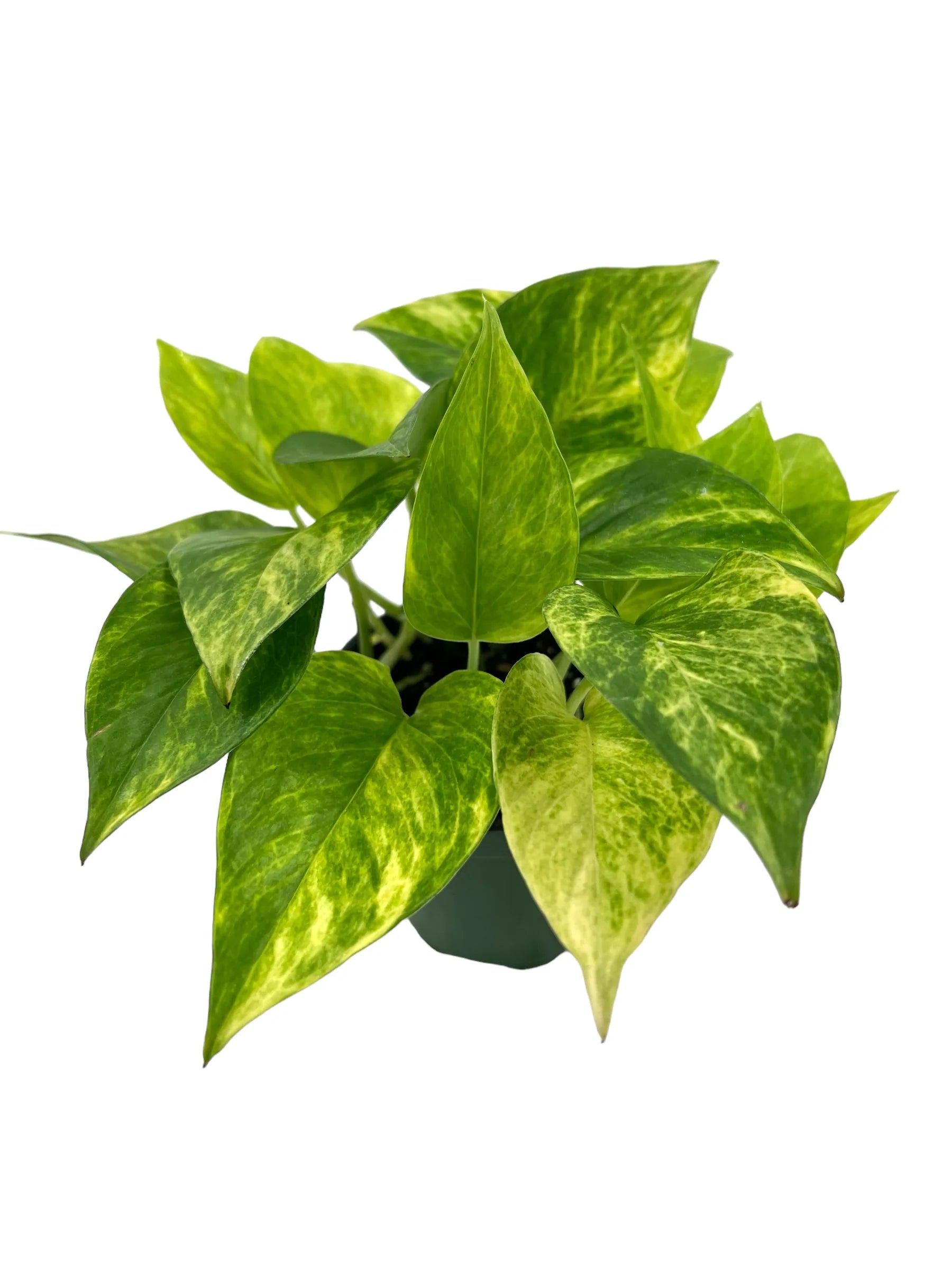 Pothos Neon Queen  / Full heads - Short vines