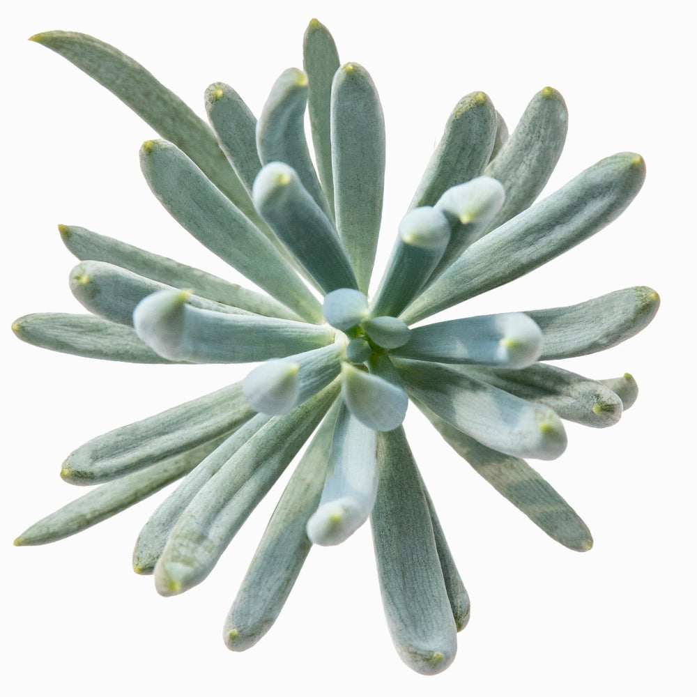 Senecio ficoides