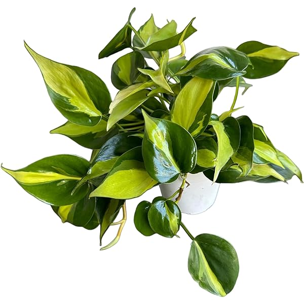 Philodendron Cordatum Brasil / Full heads