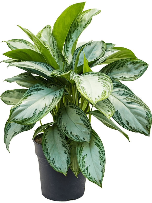 Aglaonema Silver Bay 12" - 24"