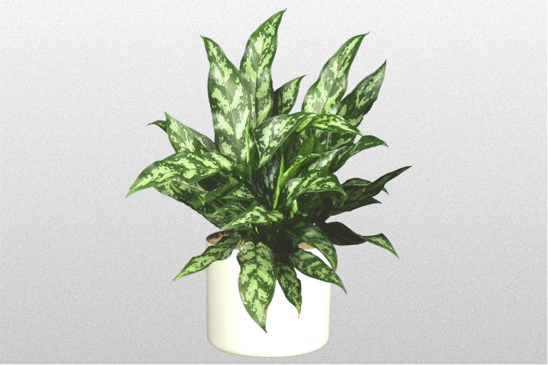 Aglaonema Emerald Beauty 8" - 16"