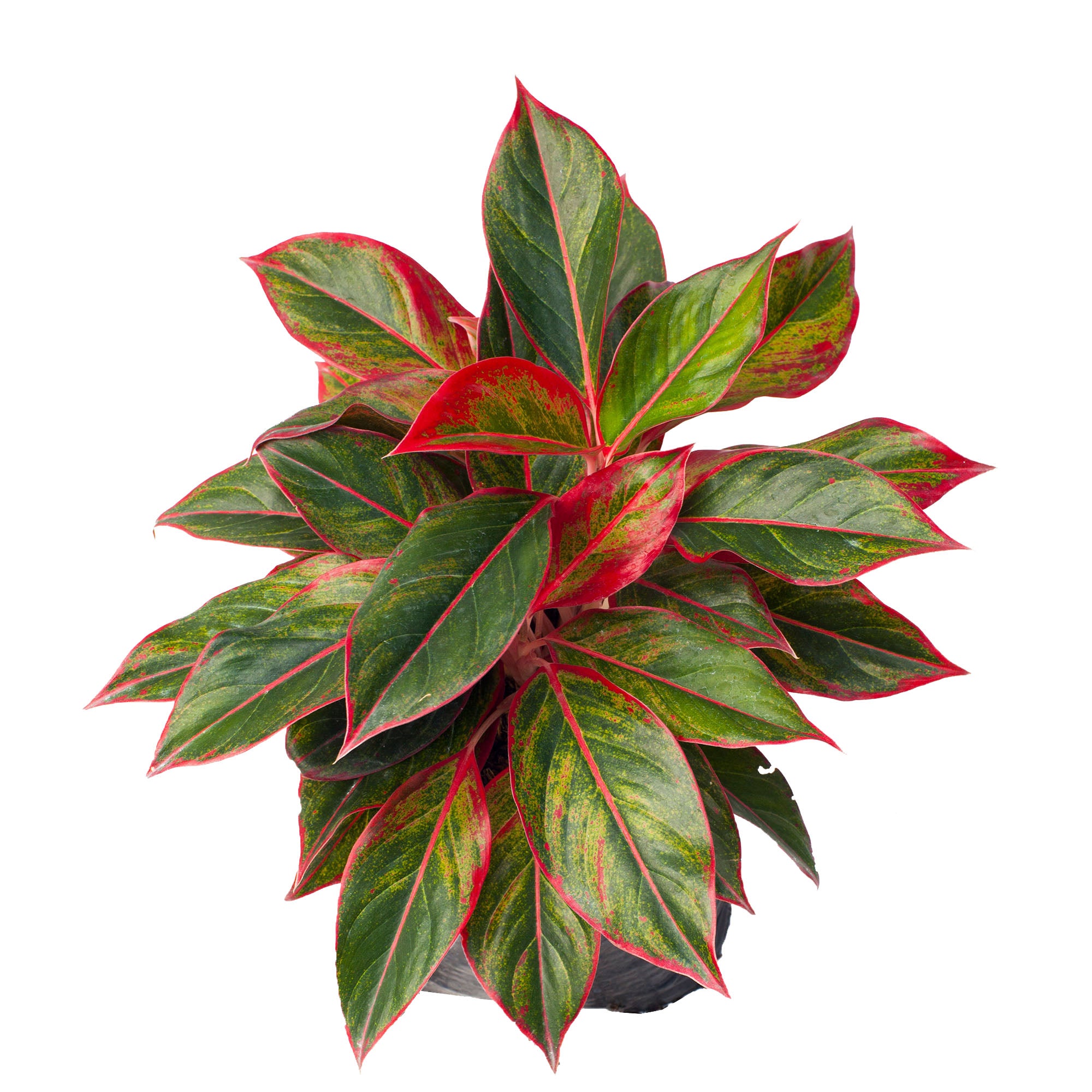 Aglaonema Red Siam 12" - 14"