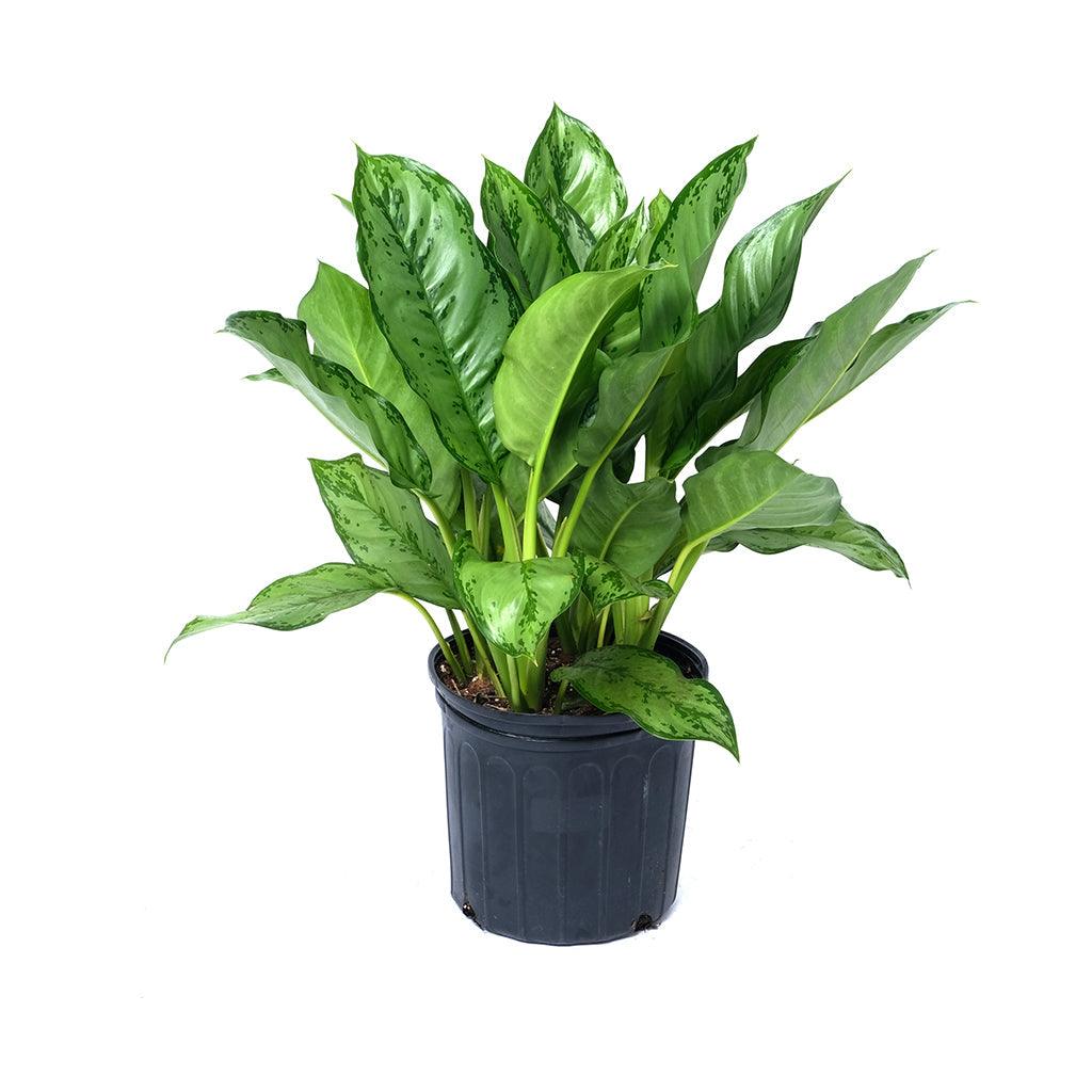 Aglaonema BJ Freeman 18" - 20"