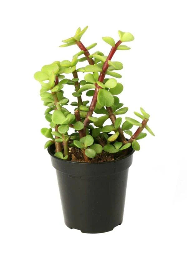 Jade / Portulacaria Afra Green 4" - 8"