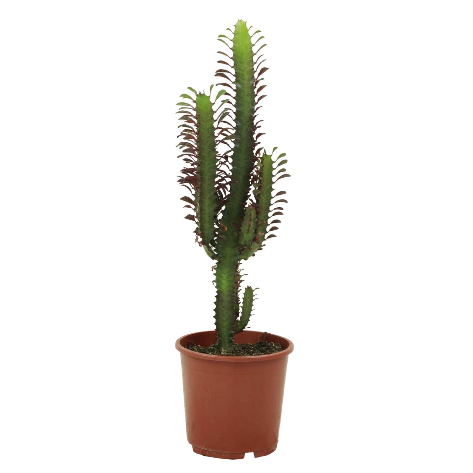 Euphorbia Trigona