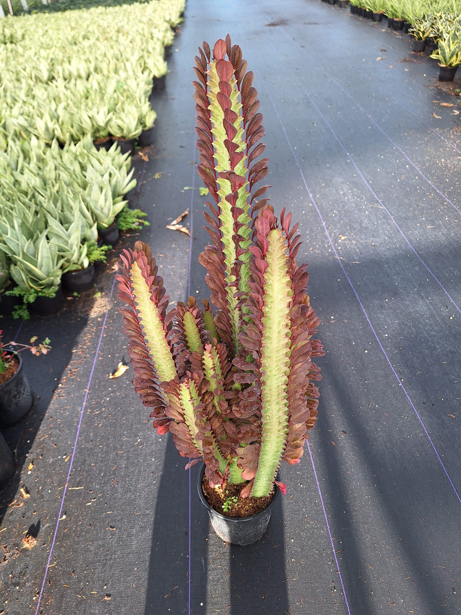 Euphorbia Trigona
