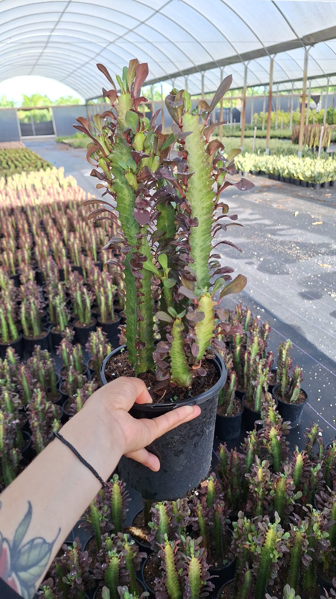 Euphorbia Trigona