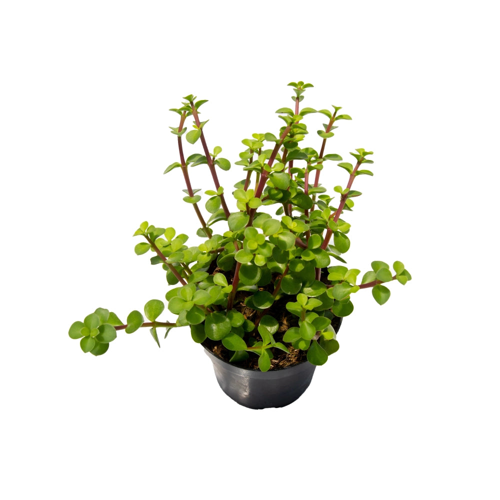 Portulacaraia afra verde