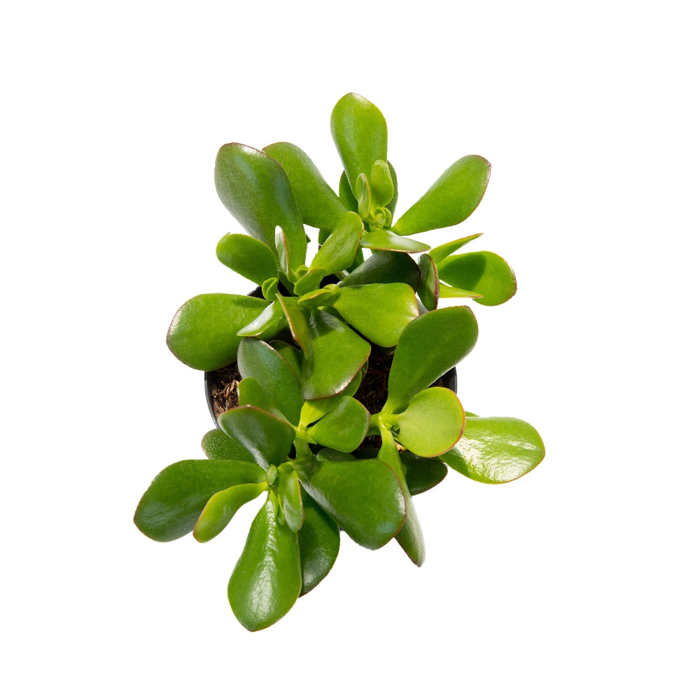 Crassula ovata