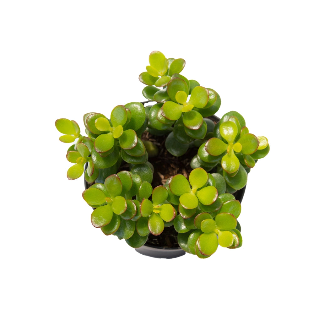Crassula ovata minor