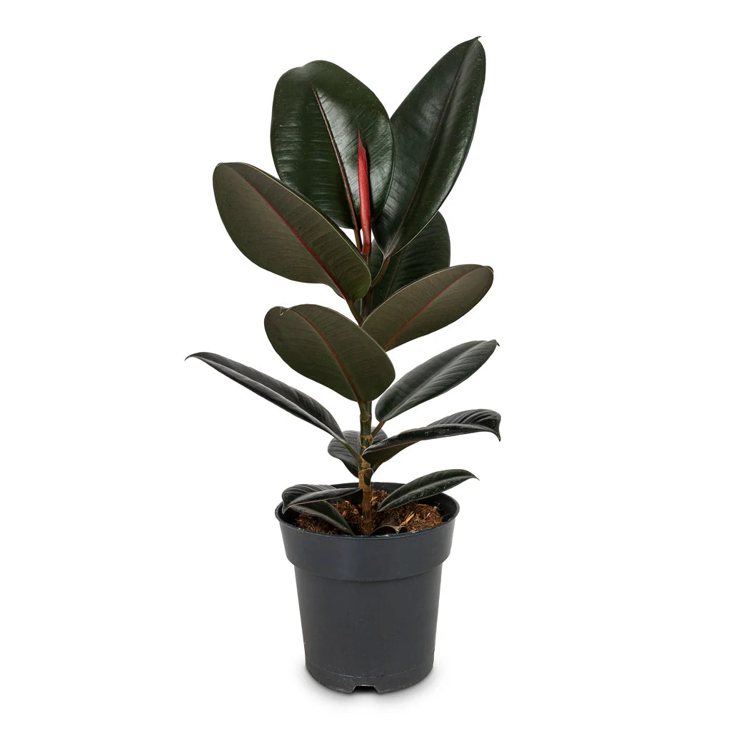 Ficus Black / Burgundy 18" - 24"