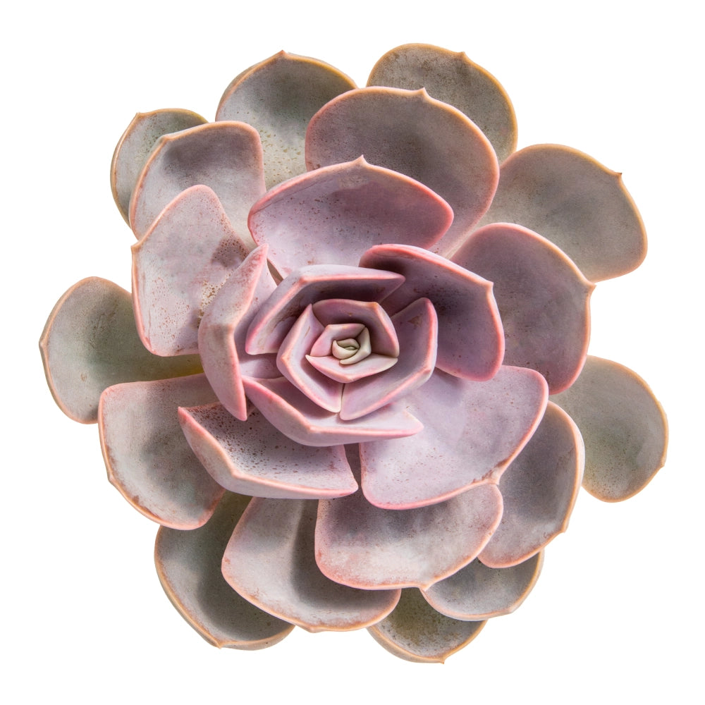 Echeveria magic red