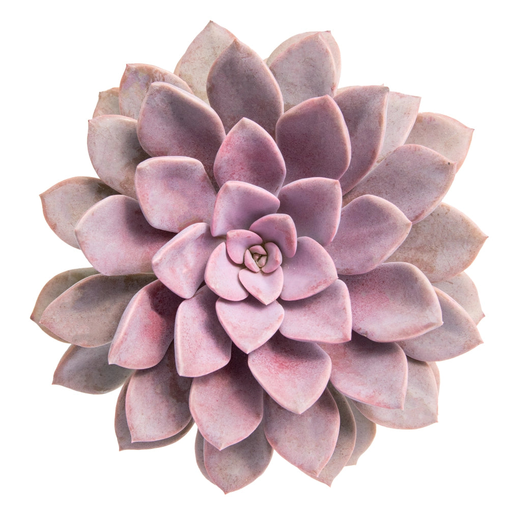 Graptoveria Debbie