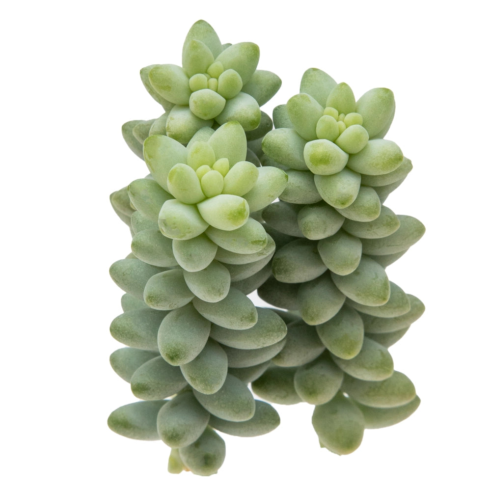 Sedum morganianum baby donkey