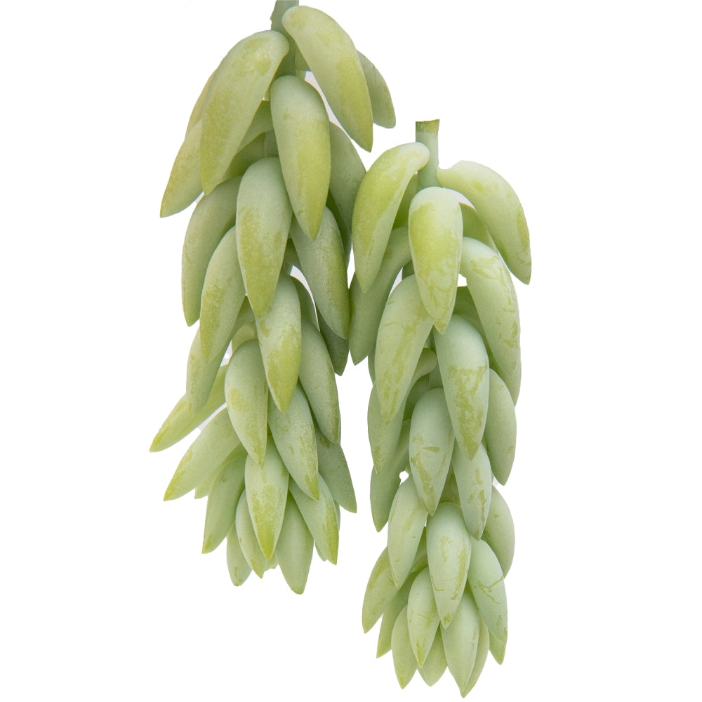 Sedum morganianum donkey