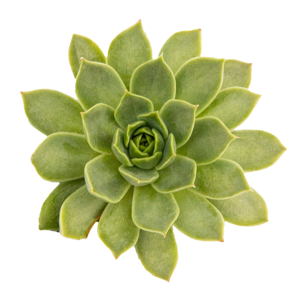 Sempervivum Carmen
