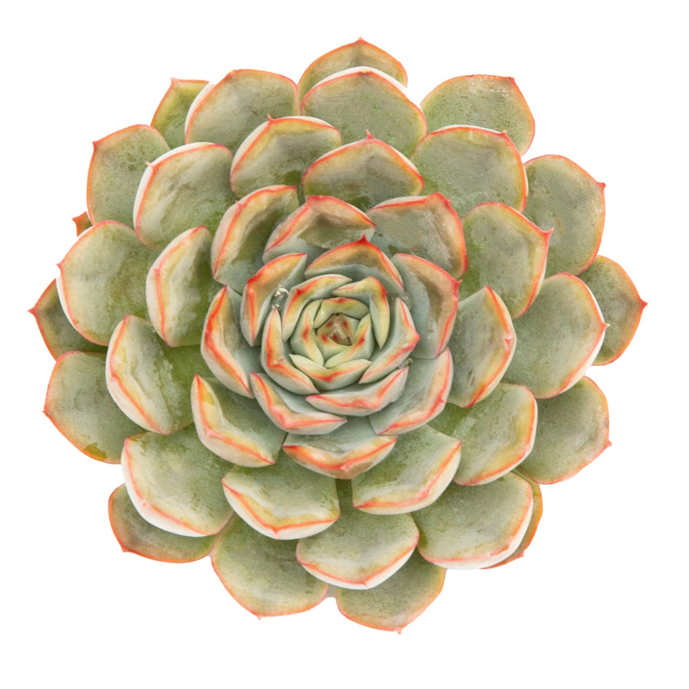 Echeveria pulidonis bord rose