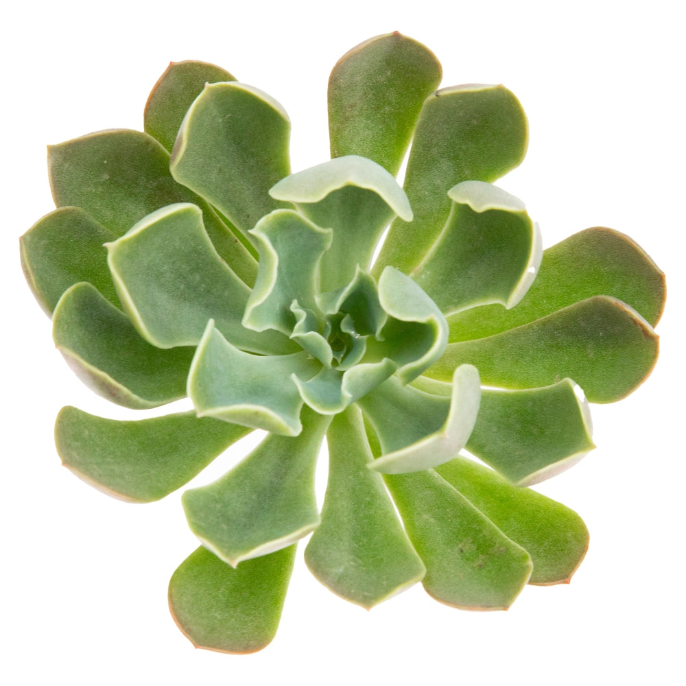 Echeveria ondulata