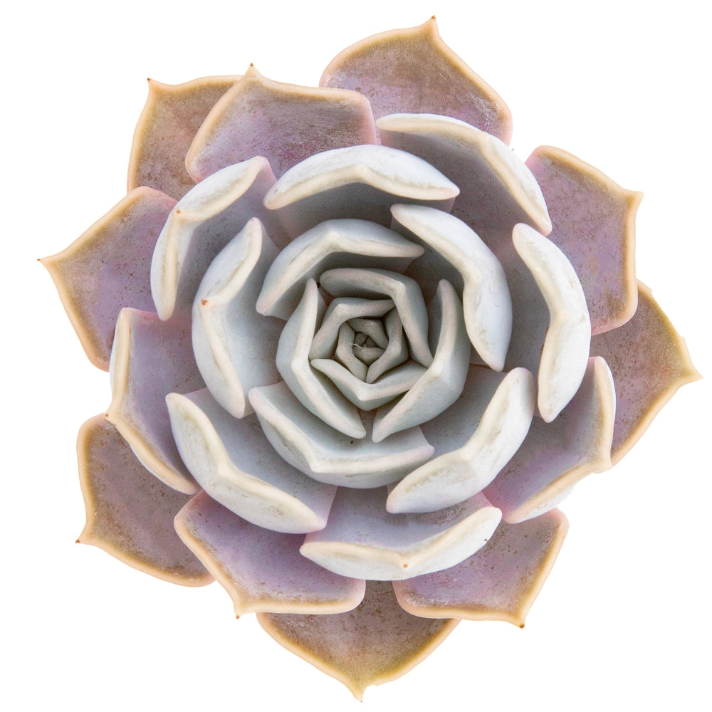 Echeveria crispate lisa