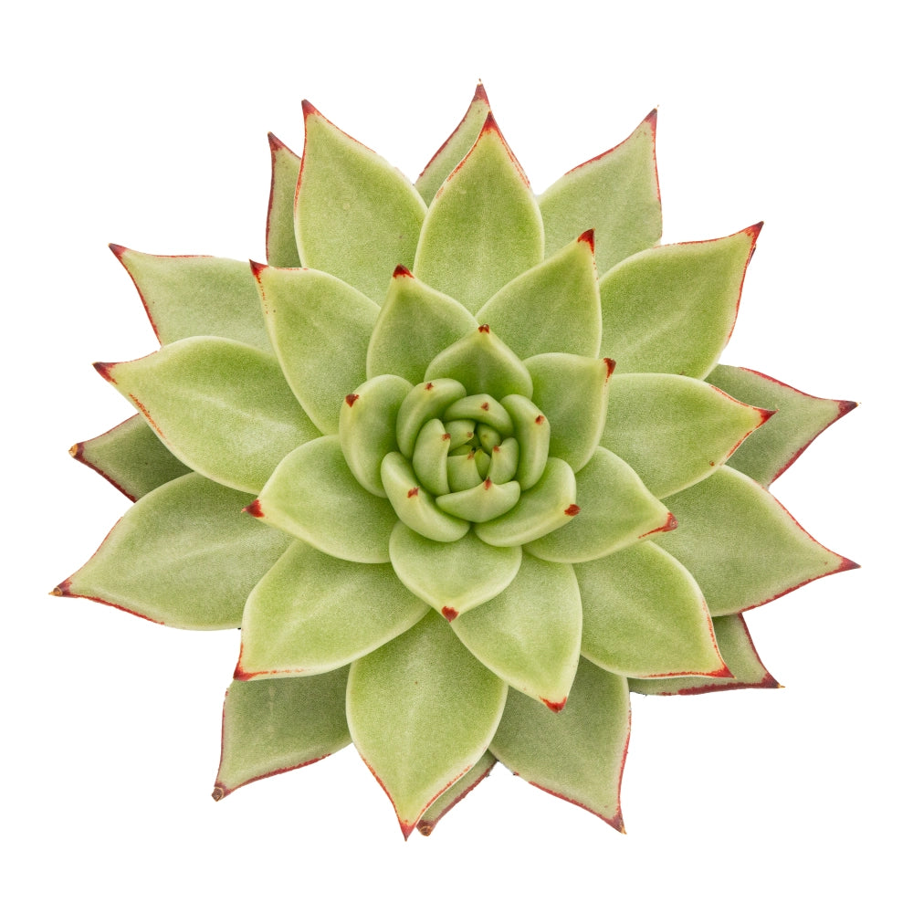 Echeveria agavoide