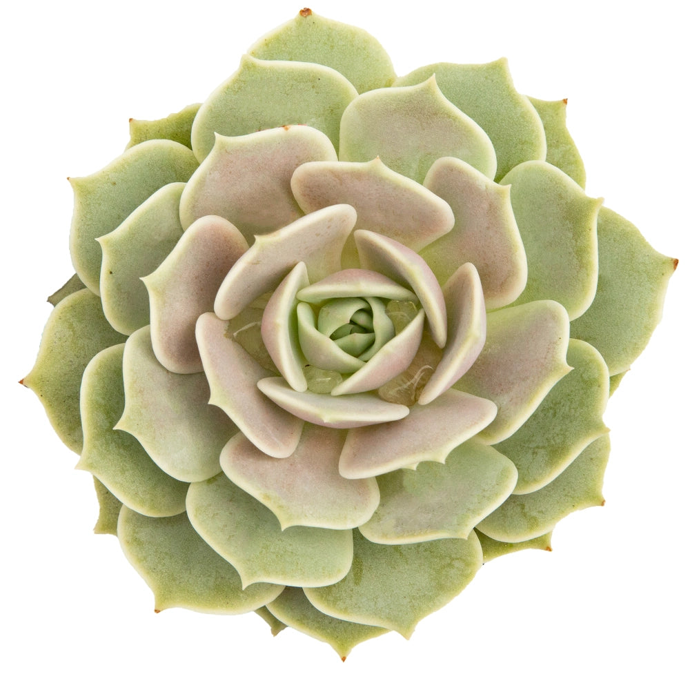 Echeveria Misty snow