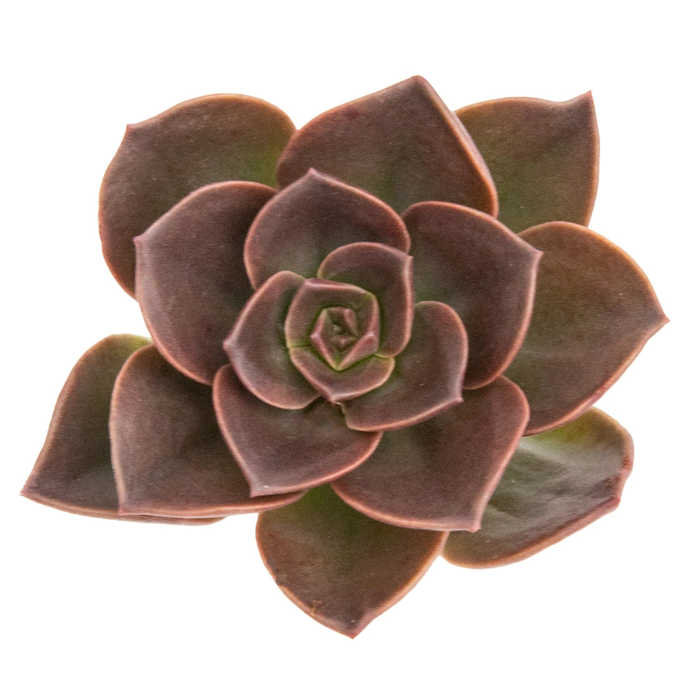 Echeveria Chroma