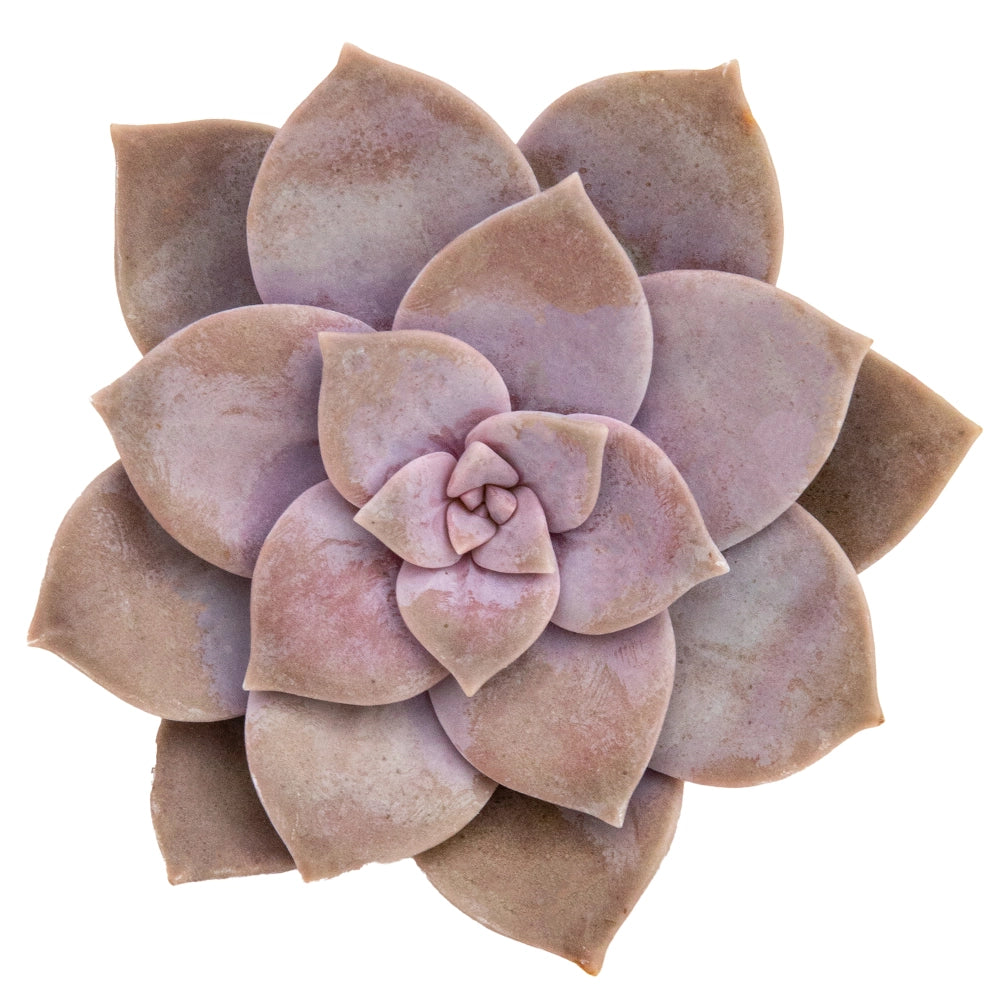Graptopetalum superbum